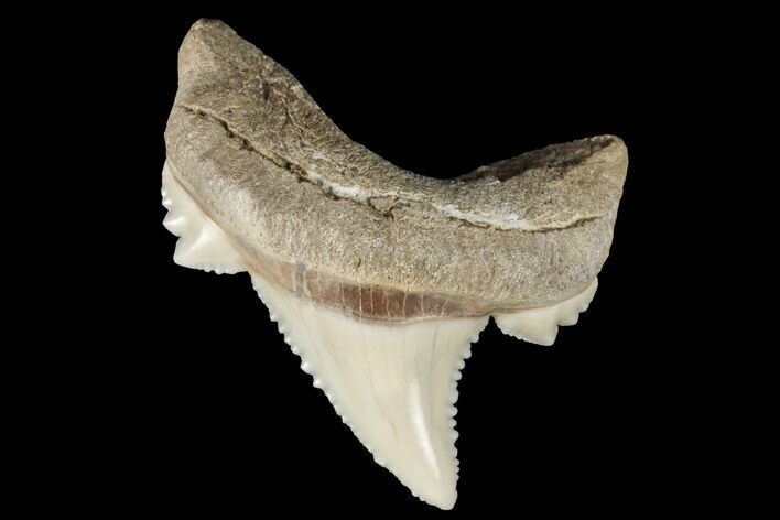 Serrated Fossil Auriculatus Tooth - Sarysu River, Kazakhstan #173803